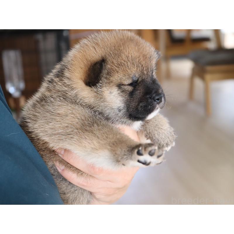 販売中の埼玉県の柴犬-403546の5枚目