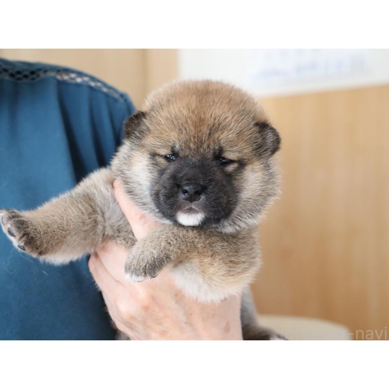 販売中の埼玉県の柴犬-403546の4枚目