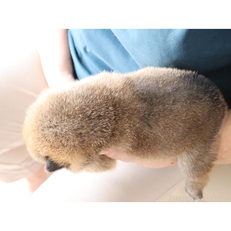販売中の埼玉県の柴犬-403546の3枚目