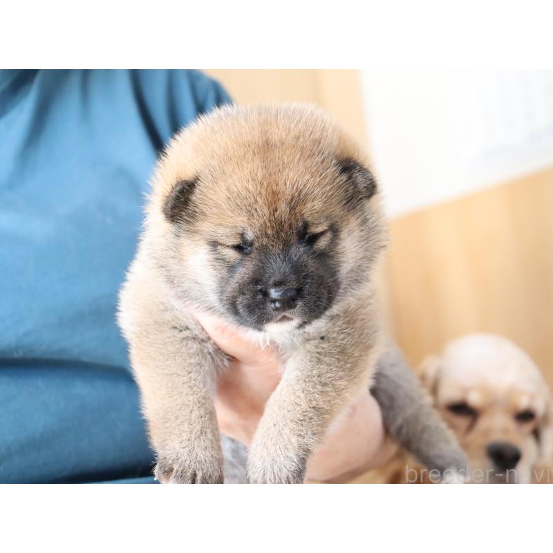 販売中の埼玉県の柴犬-403546の2枚目