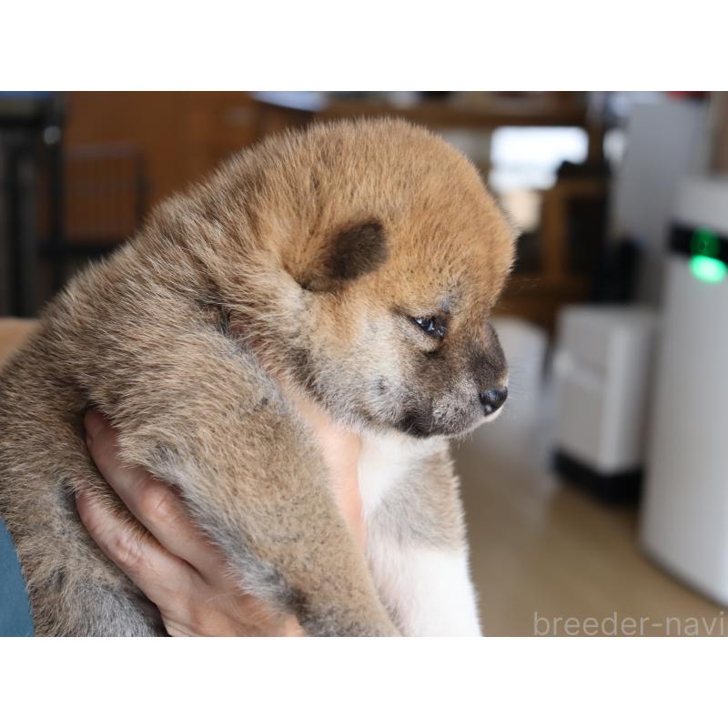 販売中の埼玉県の柴犬-403550の6枚目