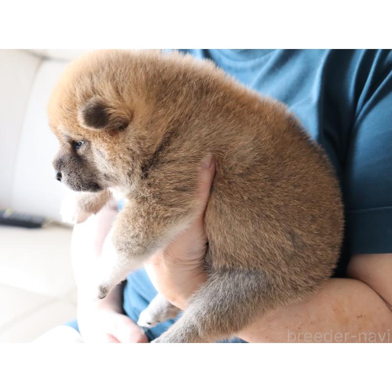 販売中の埼玉県の柴犬-403550の5枚目