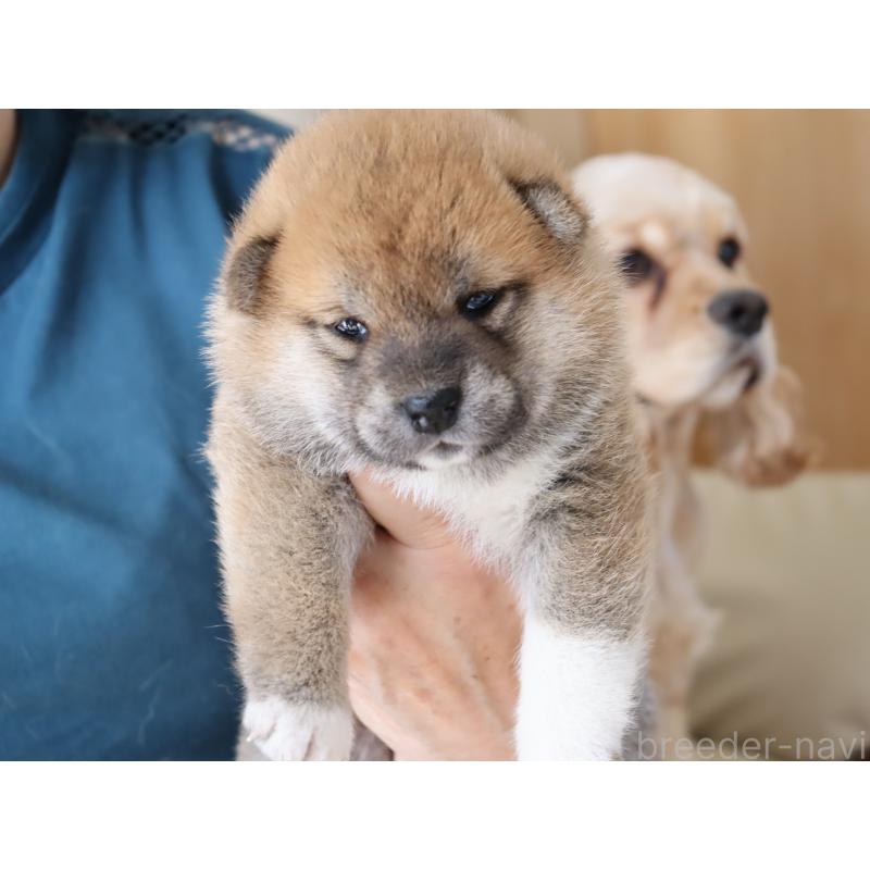 販売中の埼玉県の柴犬-403550の4枚目