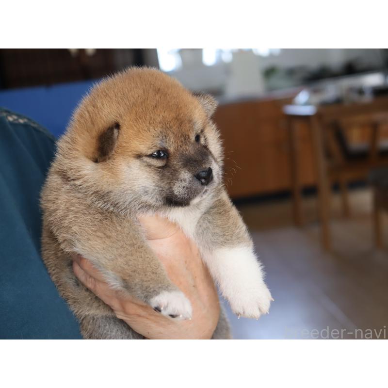 販売中の埼玉県の柴犬-403550の3枚目