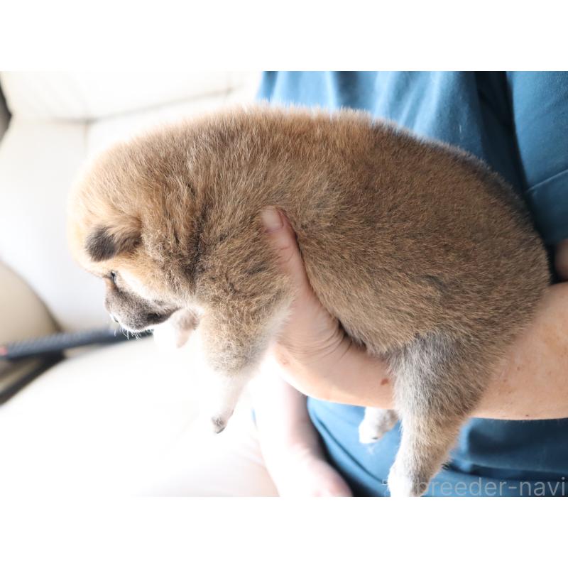 販売中の埼玉県の柴犬-403550の2枚目