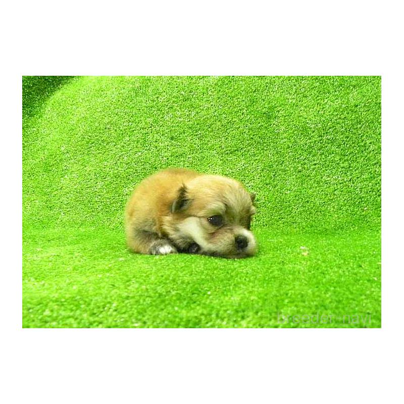 販売中の群馬県のチワマル:チワワ×マルチーズ-403556の3枚目