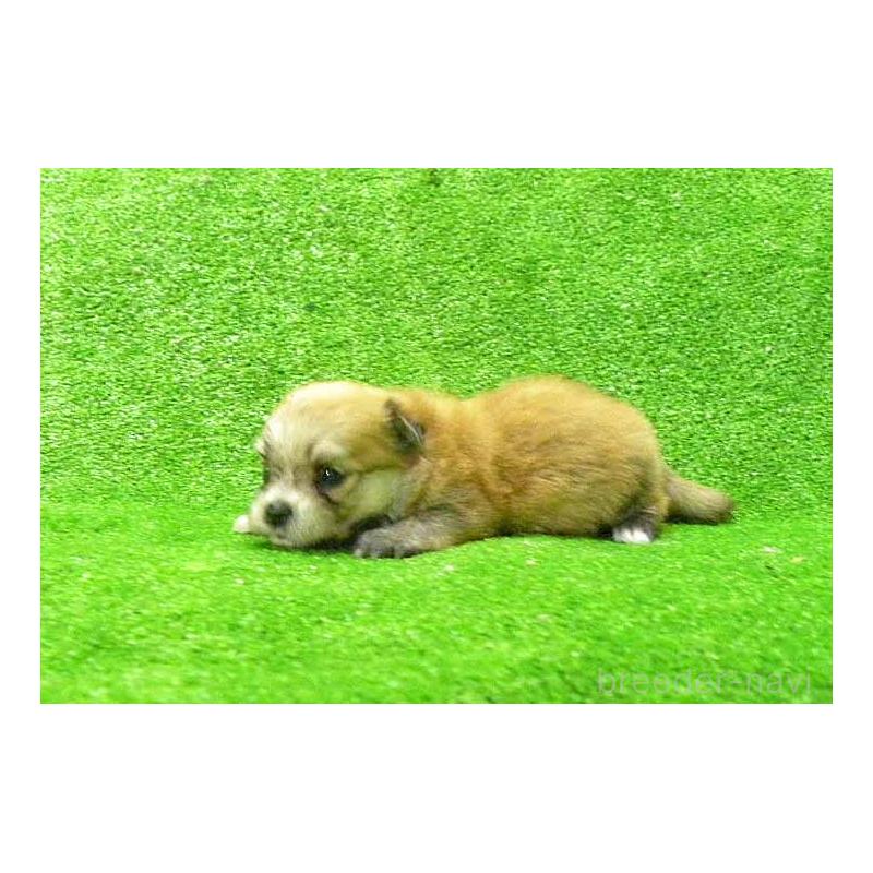販売中の群馬県のチワマル:チワワ×マルチーズ-403556の2枚目