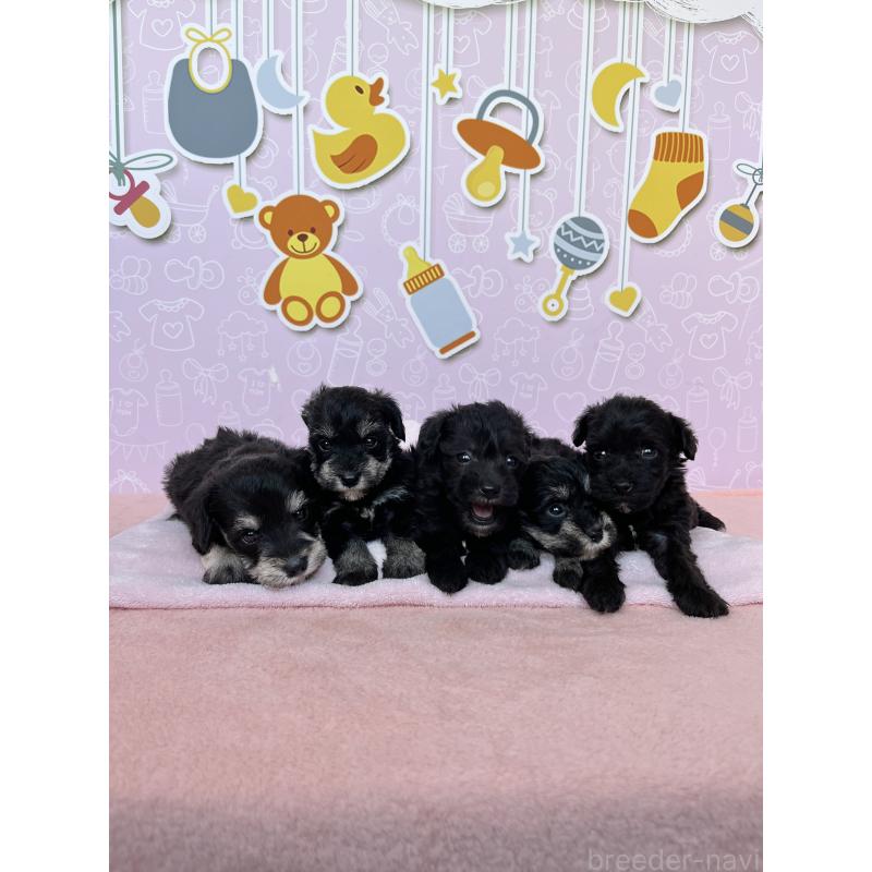 販売中の東京都のミックス犬-403583の5枚目