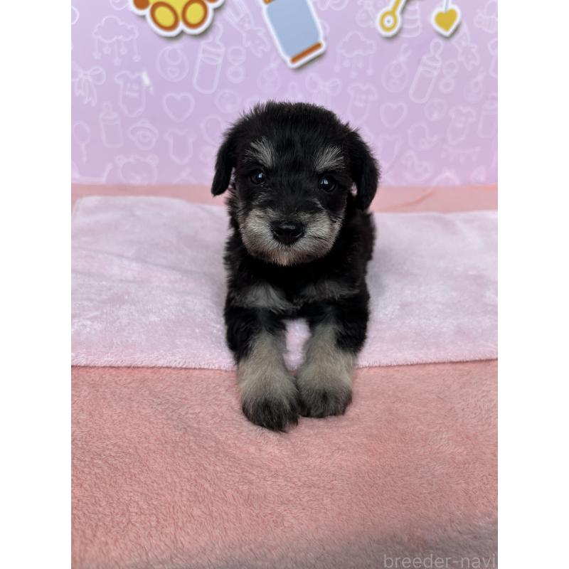 販売中の東京都のミックス犬-403583の4枚目