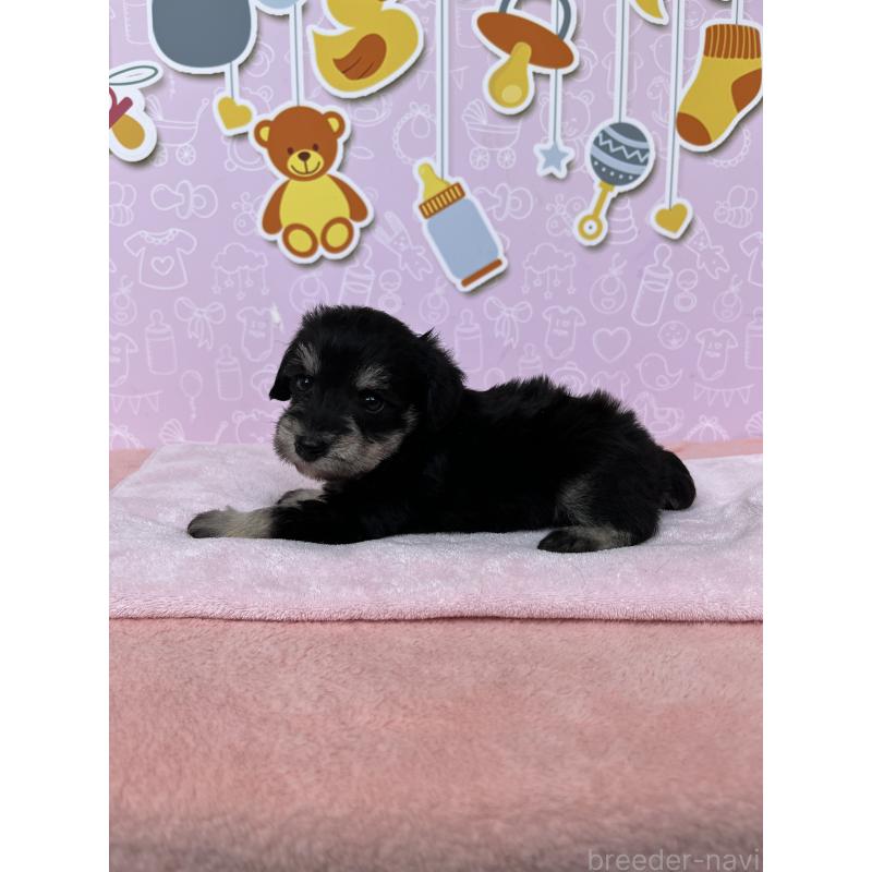 販売中の東京都のミックス犬-403583の3枚目