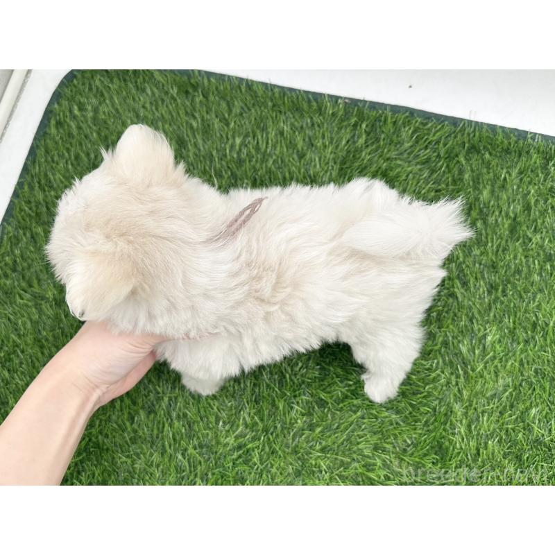 成約済の愛知県のポメマル:ポメラニアン×マルチーズ-398394の4枚目