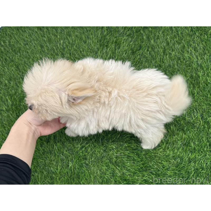 成約済の愛知県のポメマル:ポメラニアン×マルチーズ-398397の4枚目