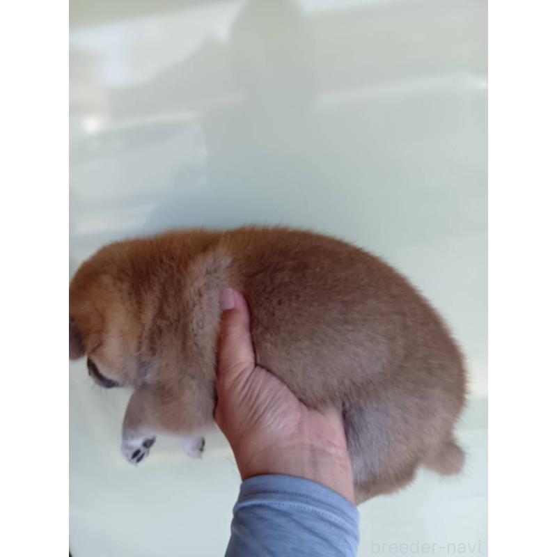 販売中の山口県の柴犬-403588の2枚目