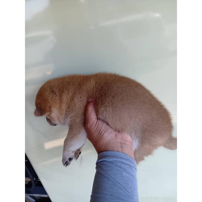 販売中の山口県の柴犬-403590の2枚目