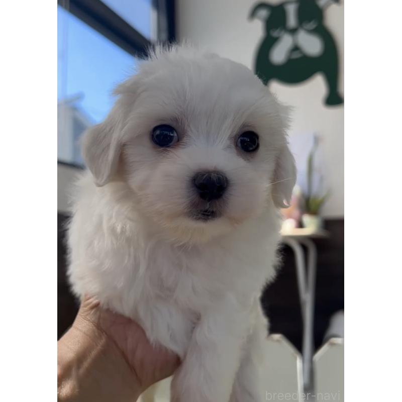 販売中の福岡県のミックス犬-403592の4枚目