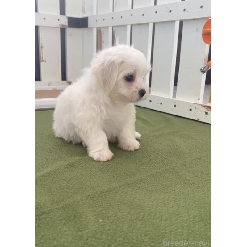 販売中の福岡県のミックス犬-403592の3枚目
