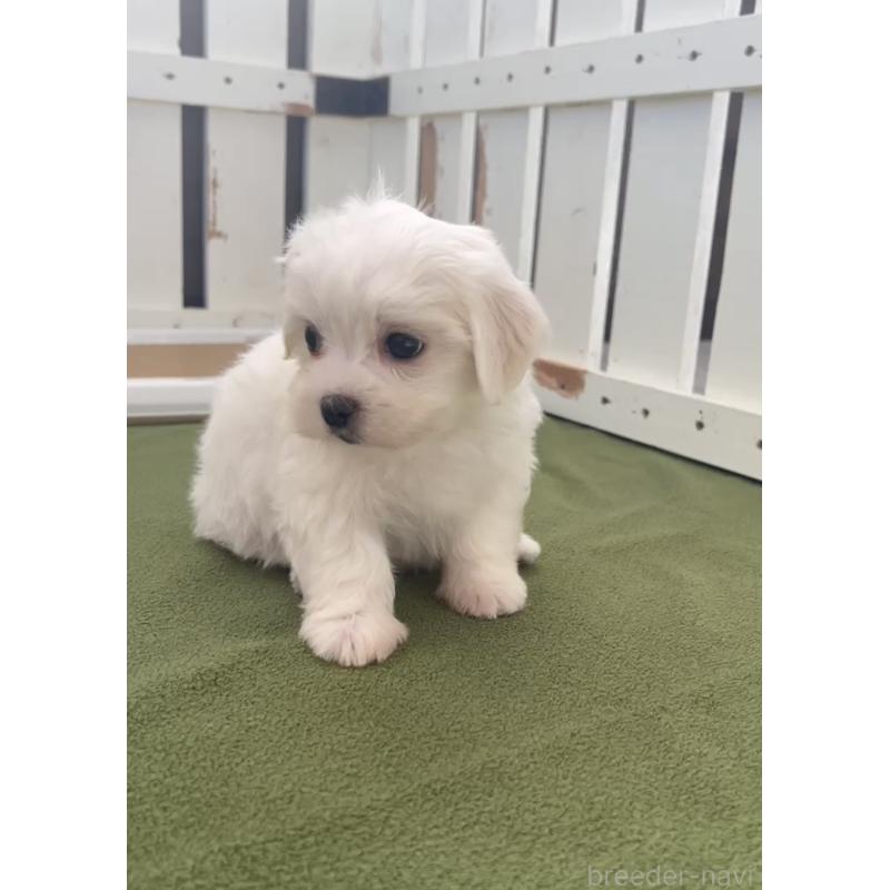 販売中の福岡県のミックス犬-403592の2枚目