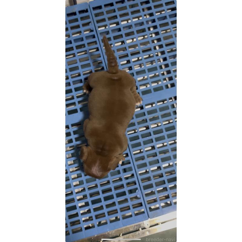 商談中の茨城県のエキゾチックブリー-403610の2枚目