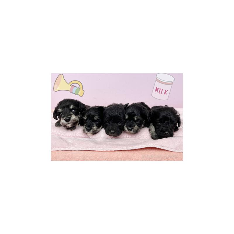 販売中の東京都のミックス犬-403619の4枚目