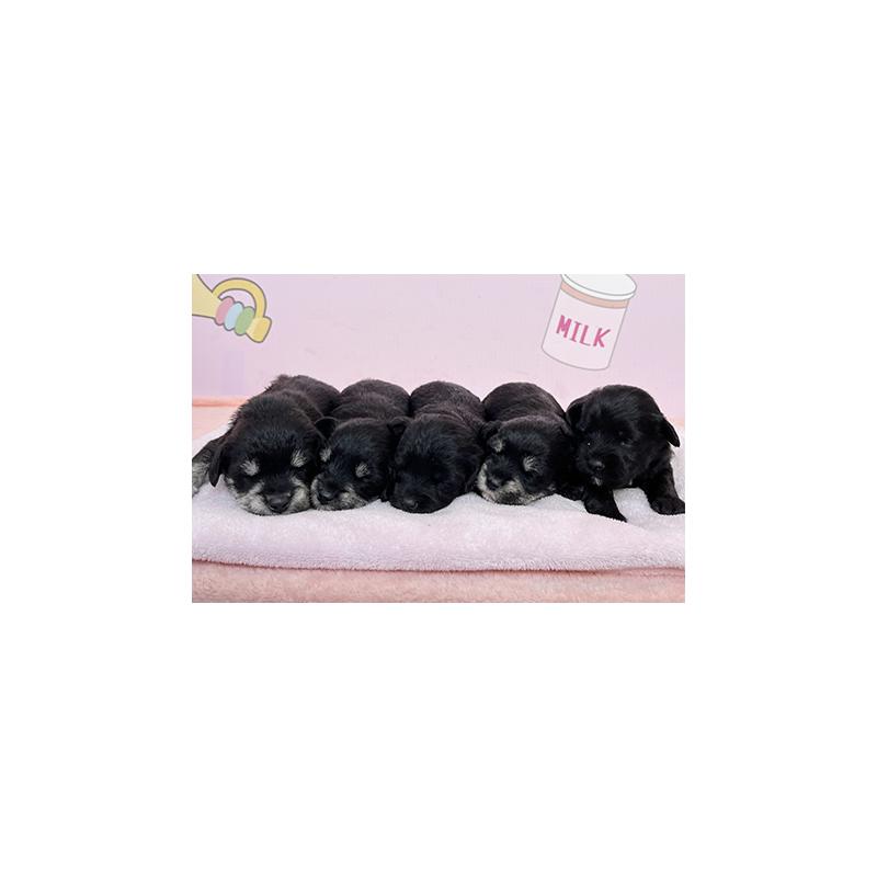 販売中の東京都のミックス犬-403619の3枚目