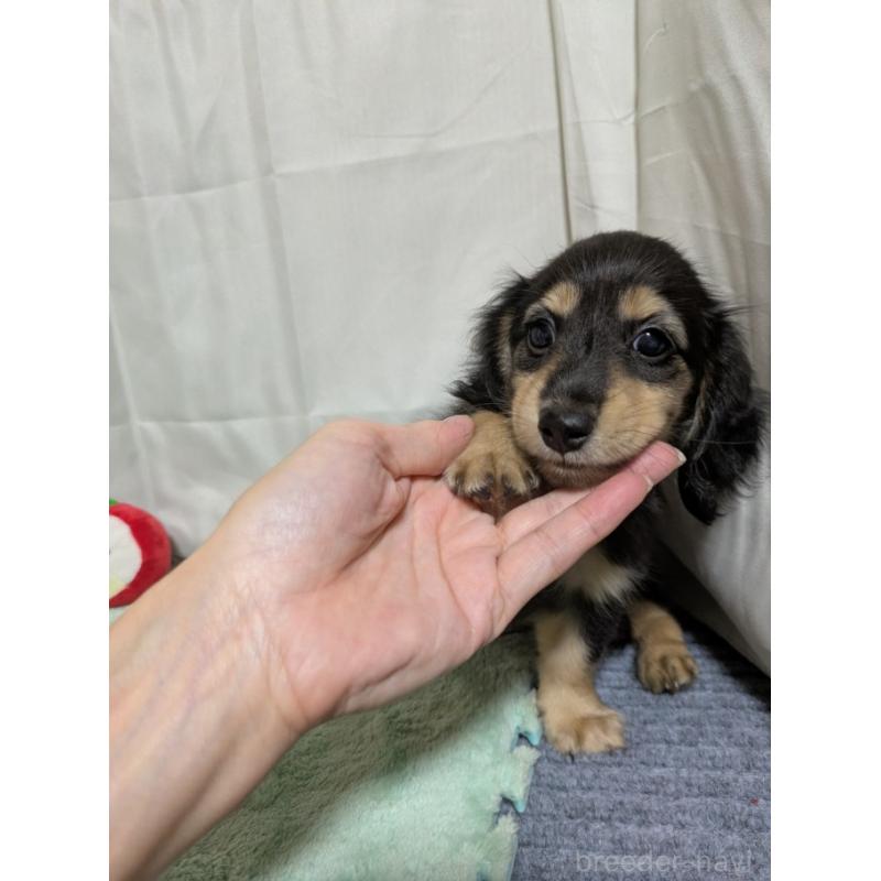 販売中の愛知県のカニンヘンダックスフンド(ロングヘアード)-403614の5枚目