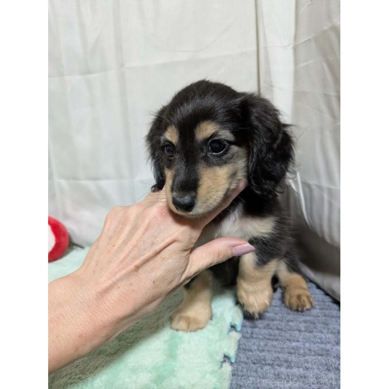 販売中の愛知県のカニンヘンダックスフンド(ロングヘアード)-403614の3枚目