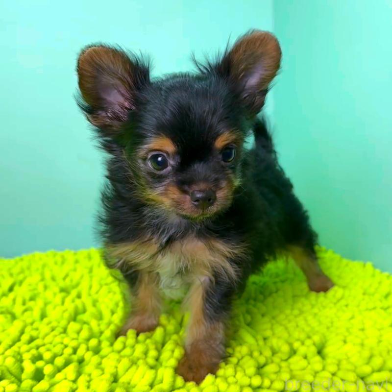 販売中の栃木県のミックス犬-403615の1枚目