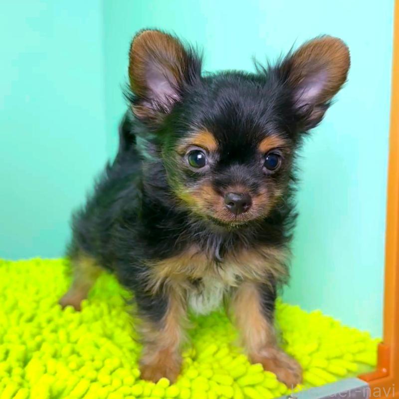 販売中の栃木県のミックス犬-403615の8枚目
