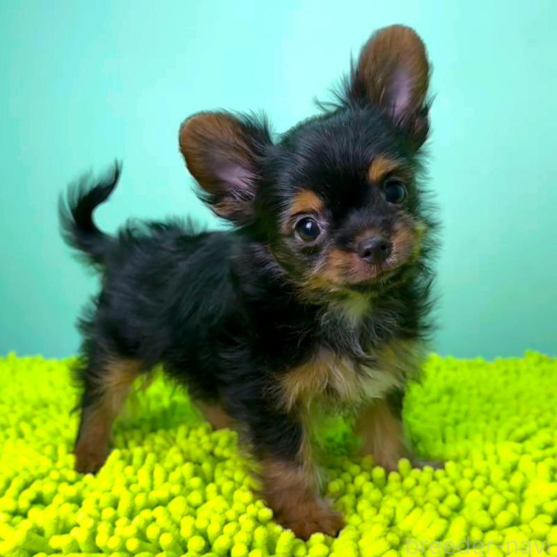 販売中の栃木県のミックス犬-403615の7枚目