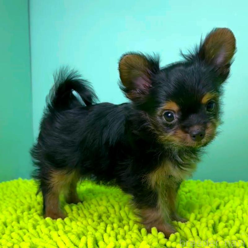 販売中の栃木県のミックス犬-403615の5枚目