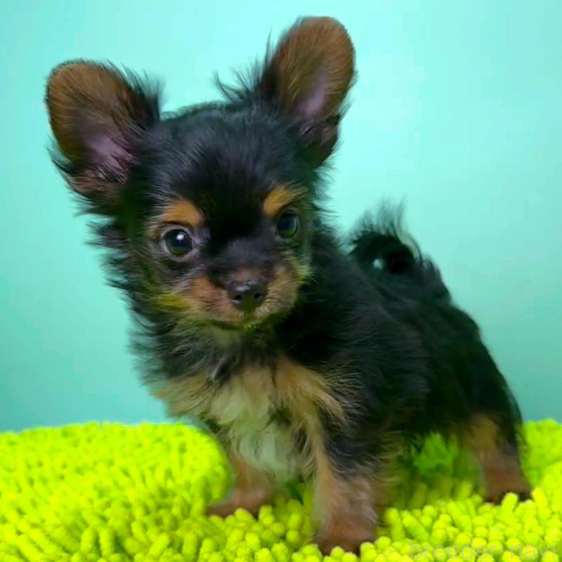 販売中の栃木県のミックス犬-403615の3枚目