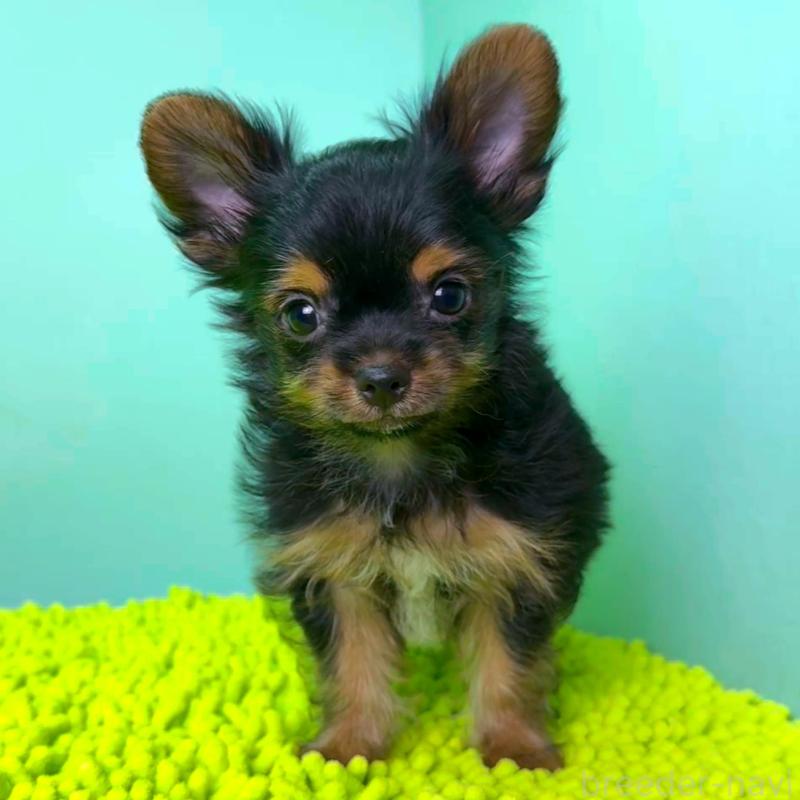 販売中の栃木県のミックス犬-403615の2枚目
