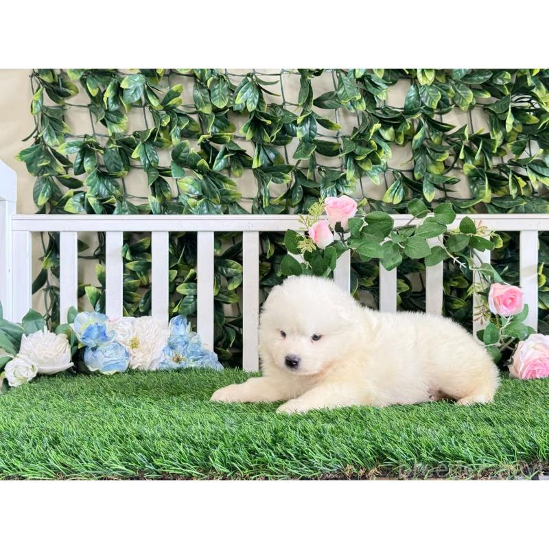 販売中の茨城県のサモエド-403637の5枚目