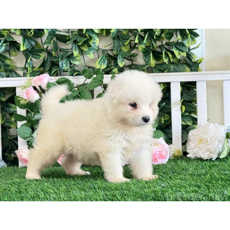 販売中の茨城県のサモエド-403637の3枚目