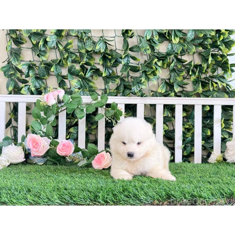 販売中の茨城県のサモエド-403637の2枚目