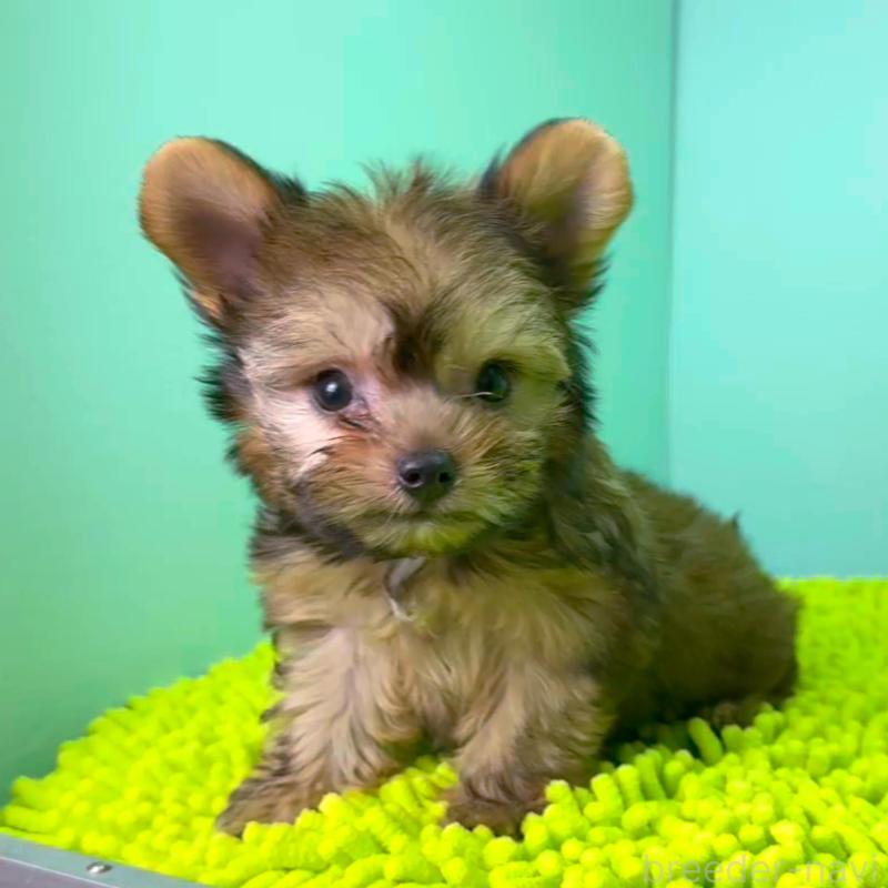 販売中の栃木県のミックス犬-403624の8枚目