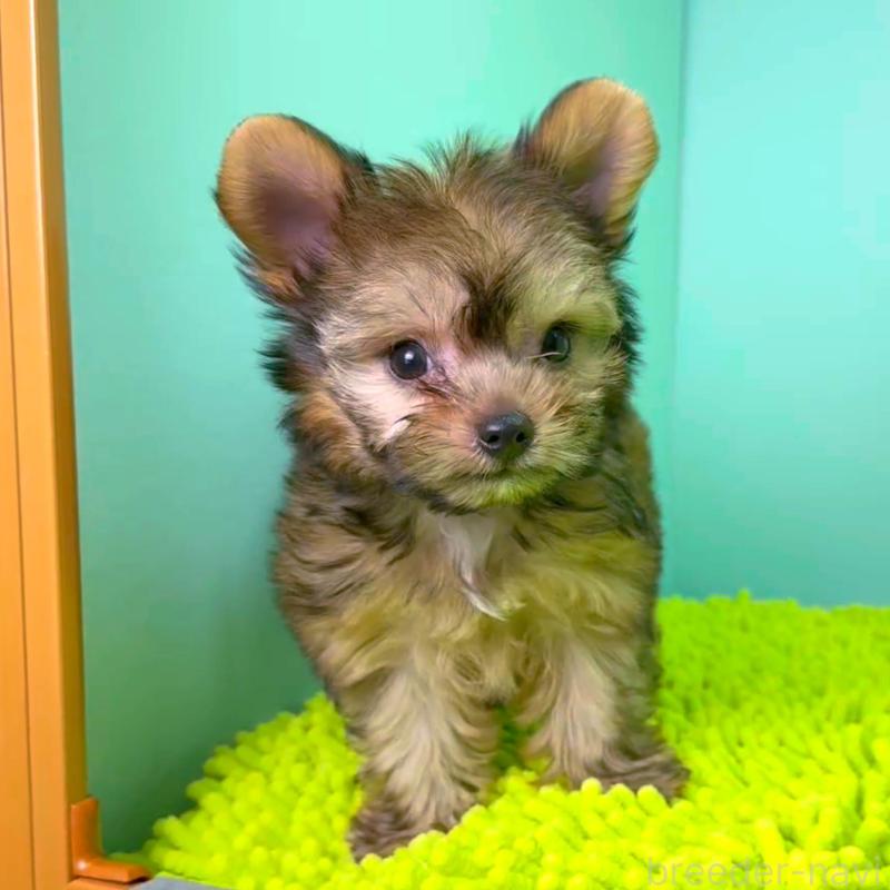 販売中の栃木県のミックス犬-403624の7枚目