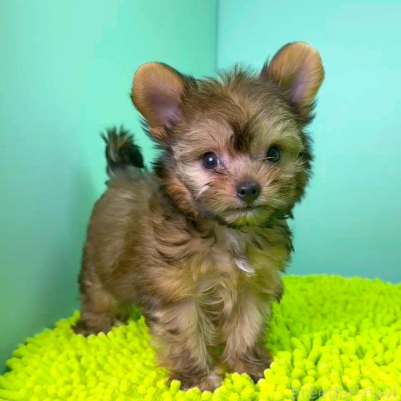 販売中の栃木県のミックス犬-403624