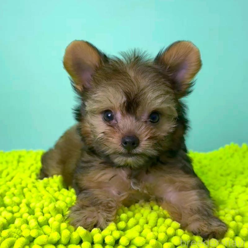 販売中の栃木県のミックス犬-403624の5枚目