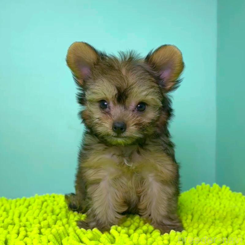 販売中の栃木県のミックス犬-403624の6枚目