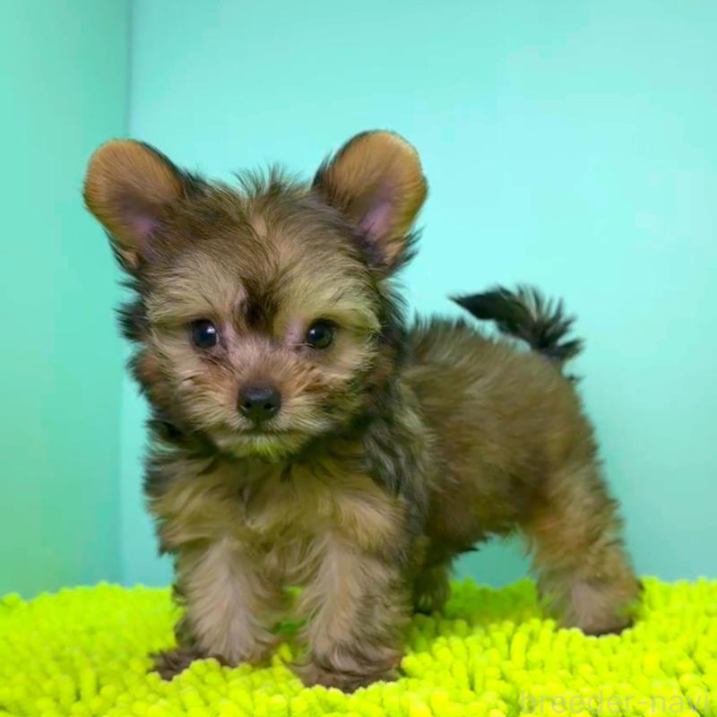 販売中の栃木県のミックス犬-403624の4枚目