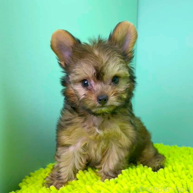 販売中の栃木県のミックス犬-403624の2枚目