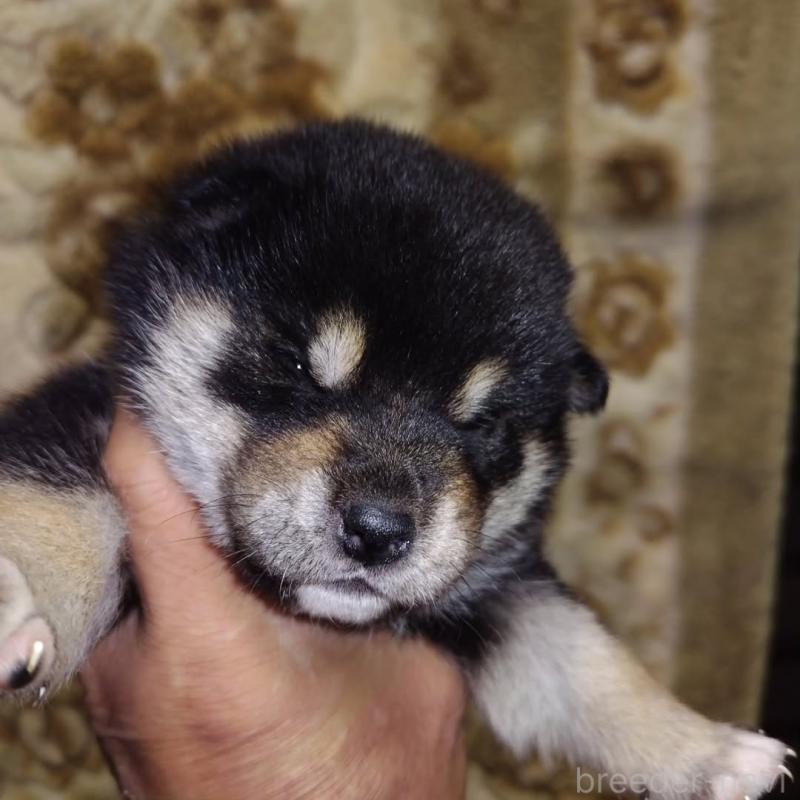 販売中の石川県の柴犬-403625