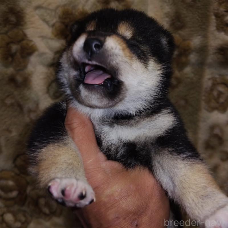 販売中の石川県の柴犬-403628の2枚目