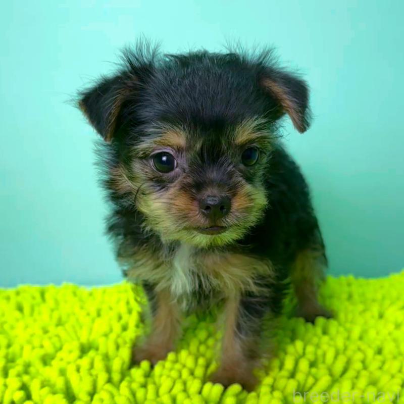 販売中の栃木県のミックス犬-403631の6枚目
