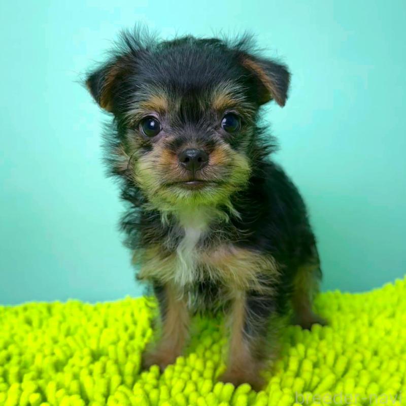 販売中の栃木県のミックス犬-403631の5枚目