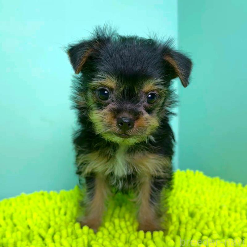 販売中の栃木県のミックス犬-403631