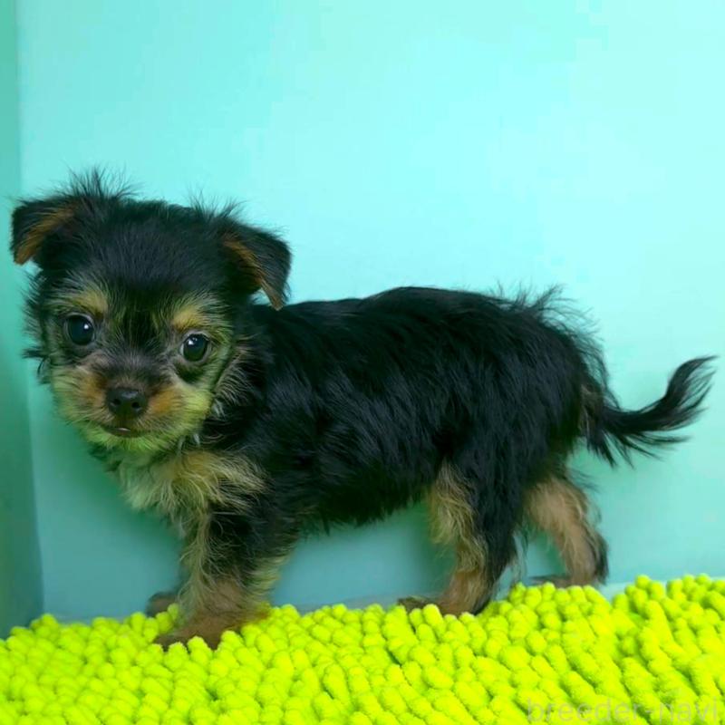 販売中の栃木県のミックス犬-403631の4枚目