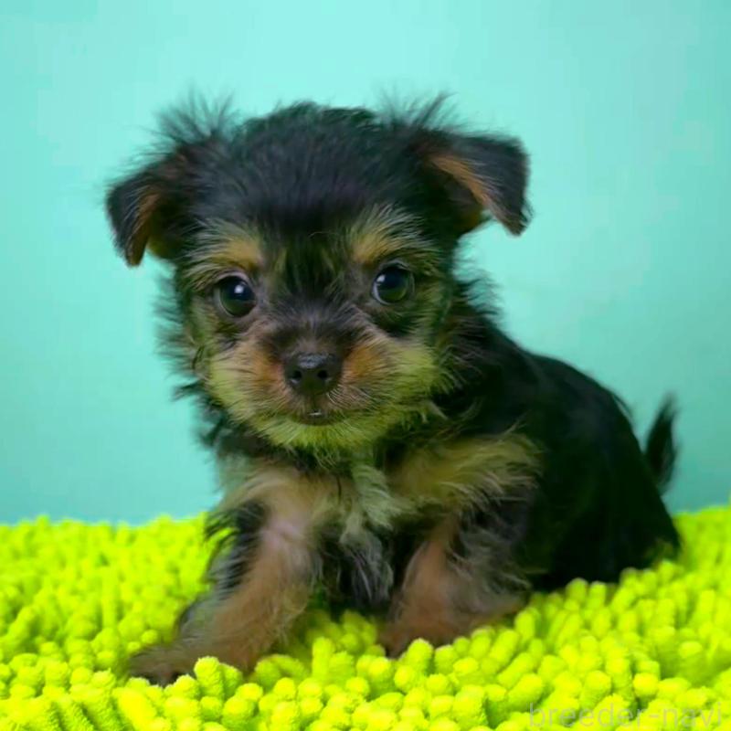販売中の栃木県のミックス犬-403631の3枚目