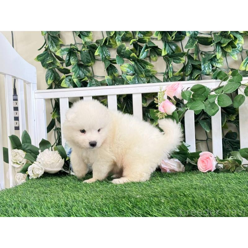 販売中の茨城県のサモエド-403641の3枚目